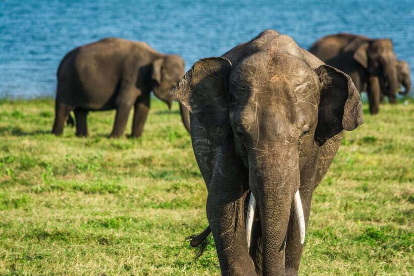 Elephant Jeep Safari at Minneriya National Park - Wildlife beyond elephants: buffalo, deer, sambar, and birds