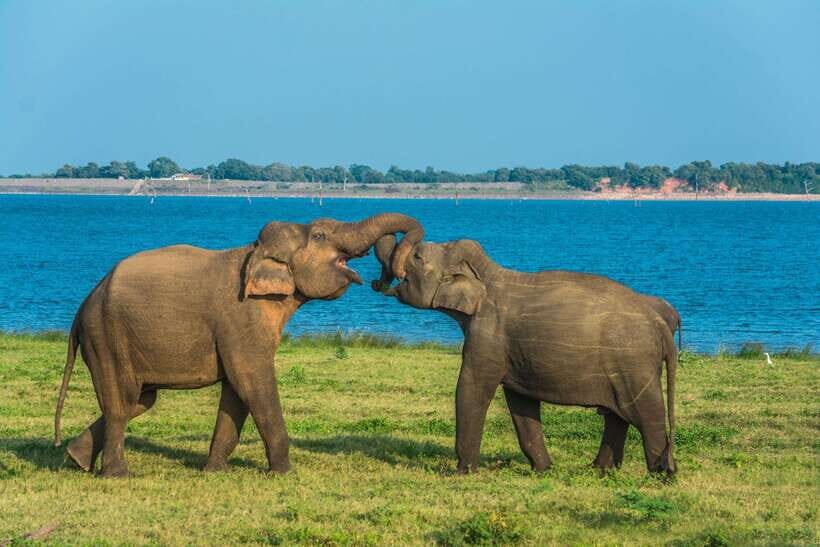 Elephant Jeep Safari at Minneriya National Park - Timing Tips: when the reservoir pull is strongest