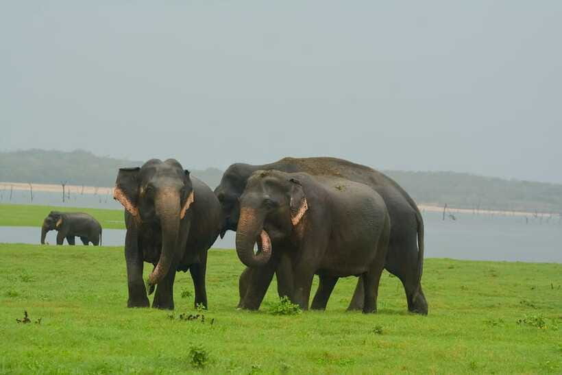 Elephant Jeep Safari at Minneriya National Park - Photography and comfort: what to pack for a sunny safari