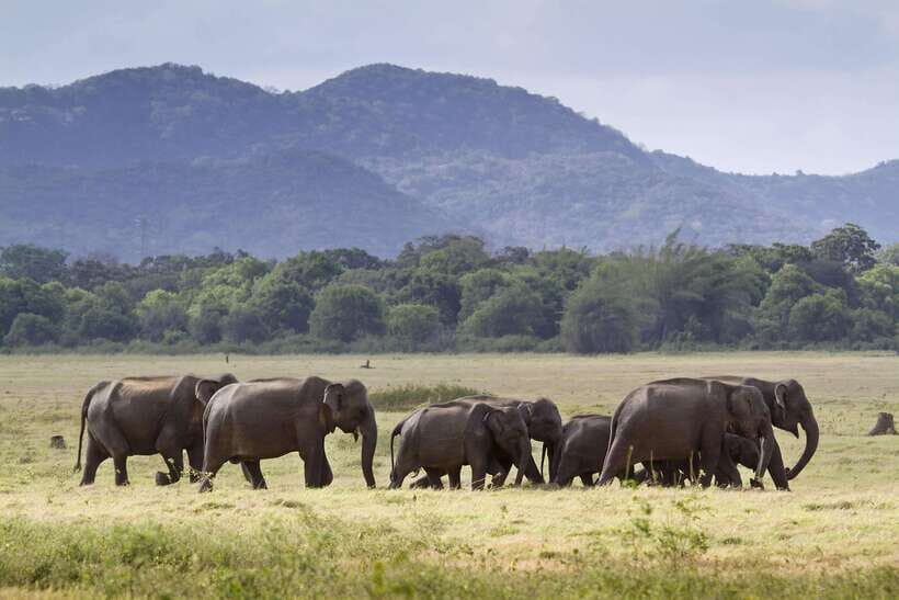 Elephant Jeep Safari at Minneriya National Park - Getting There: pickup zones near Sigiriya and Habarana
