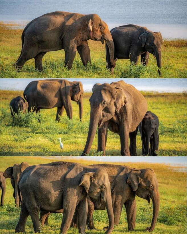 Elephant Kingdom Safari – Minneriya National Park - Key points before you go