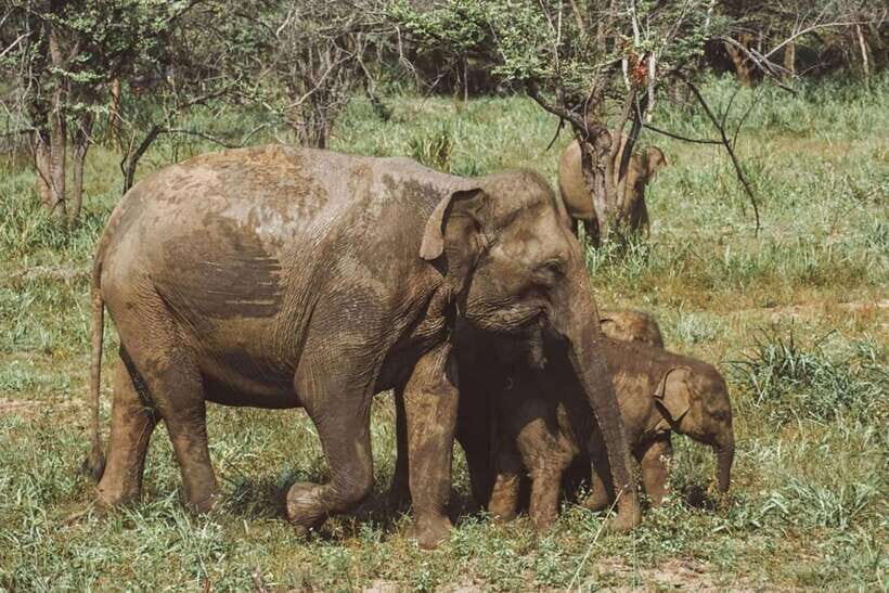 Elephant Kingdom Safari – Minneriya National Park - The Minneriya Tank setting: why this park works so well