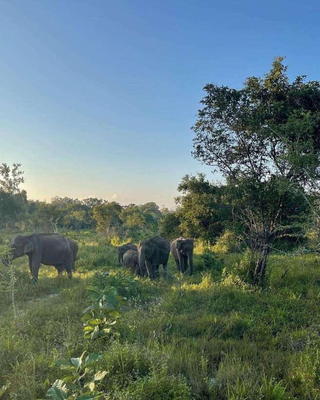 Elephant Kingdom Safari – Minneriya National Park - Private 4x4 jeep + English tracker: how spotting gets easier