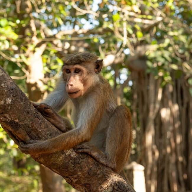 Elephant Kingdom Safari – Minneriya National Park - Conservation and education: more than a photo stop