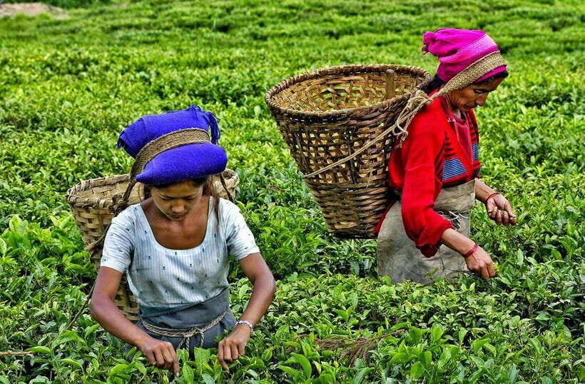 Ella Day Tour: with Tea Factory Visit from Colombo/Bentota - Who This Ella Day Tour Fits Best
