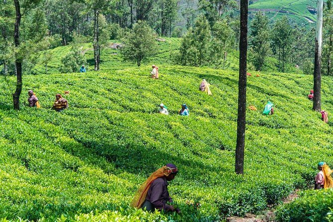 Ella Day Trip from Mirissa, Weligama, Galle, Hikkaduwa - How timing really works for a long 12–14 hour day