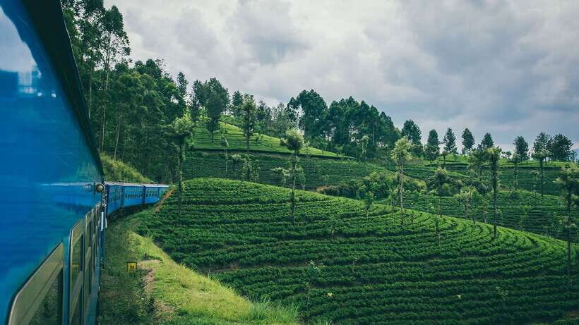 Ella: First Class Scenic Train Ticket To/From Nanuoya - Tea plantations: the view that keeps paying off