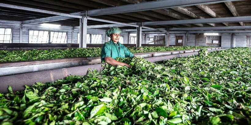 Ella: Lipton's Seat Tour with Dambetanna Tea Factory Visit - Key reasons this tour works