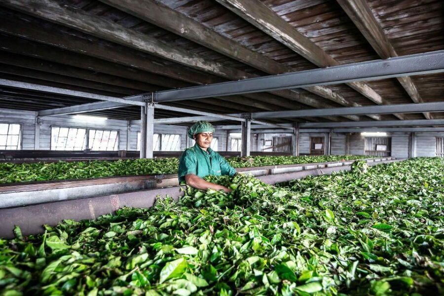 Ella: Lipton's Seat Tour with Dambetanna Tea Factory Visit - FAQ