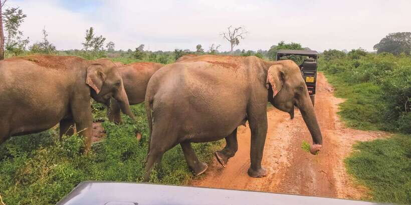 Ella: Shuttle to Tangalle/Mirissa/Galle & Udawalawa Safari - Inside Udawalawe: what you’re really likely to see