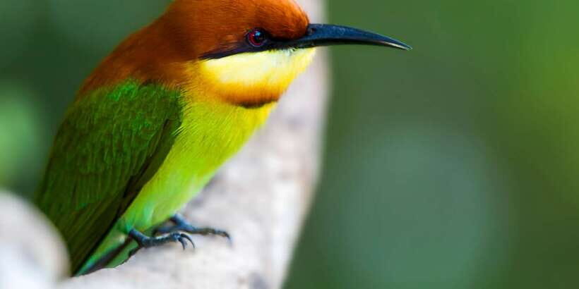 Ella: Shuttle to Tangalle/Mirissa/Galle & Udawalawa Safari - Price and value: $43 isn’t the full story
