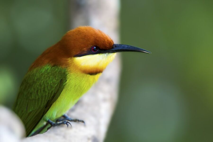 Ella: Shuttle to Tangalle/Mirissa/Galle & Udawalawa Safari - Best fit: who will love this (and who might not)