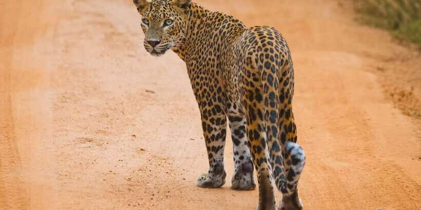 ELLA to TANGALLE/MIRISSA/GALLE Shuttle & YALA Safari - Yala National Park Safari: Open-Top Jeep Views and Daytime Animal Time