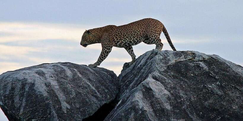 ELLA to TANGALLE/MIRISSA/GALLE Shuttle & YALA Safari - Who This Tour Fits Best (and Who Might Want Something Else)