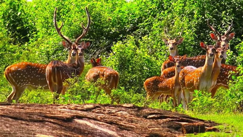 Ella - Udawalawa Safari - Drop to Mirissa/Weligama/Galle - Udawalawa Safari + South-Coast Drop-Off: The Real Point of This Day