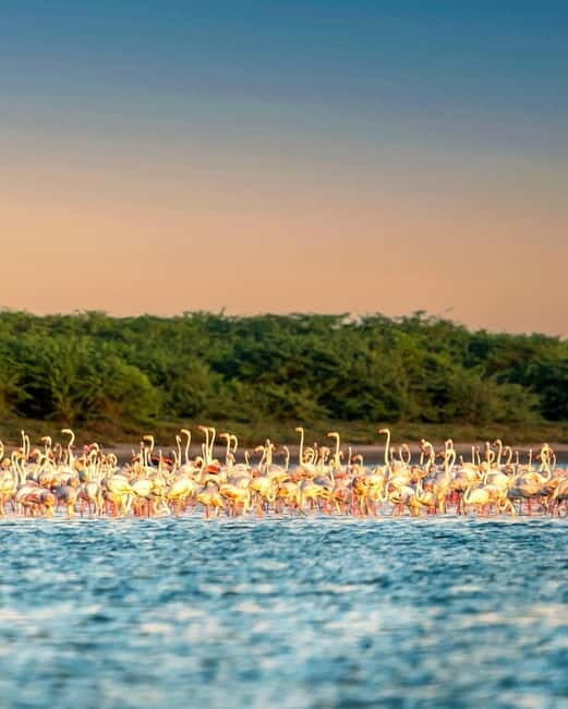 Ella : Yala Safari Drop : Arugambay / Arugam bay / Pottuvil - Price and Value: Is $97 a Good Deal for This Day?