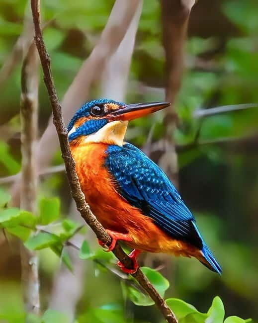Ella: Yala Safari with Drop at Tangalle/ Hiriketiya/ Mirissa - The photo stops, breaks, and why they matter