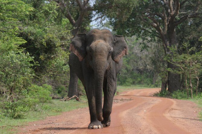 Evening Safari - Yala National Park with Janaka safari - 02.00 pm to 06.30 pm - Key highlights to know before you go