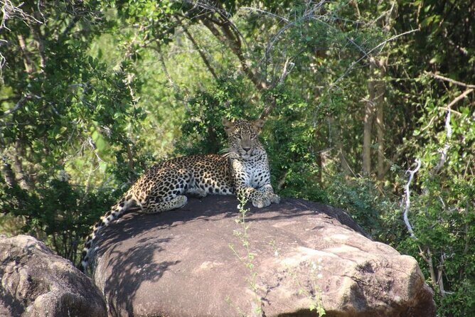 Evening Safari - Yala National Park with Janaka safari - 02.00 pm to 06.30 pm - The leopard hunt: what you’re really buying with this safari