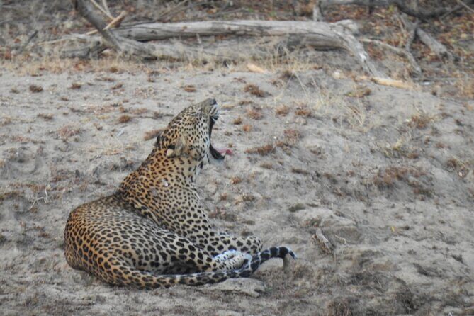 Evening Safari - Yala National Park with Janaka safari - 02.00 pm to 06.30 pm - Price and value: is $105.12 per person worth it?