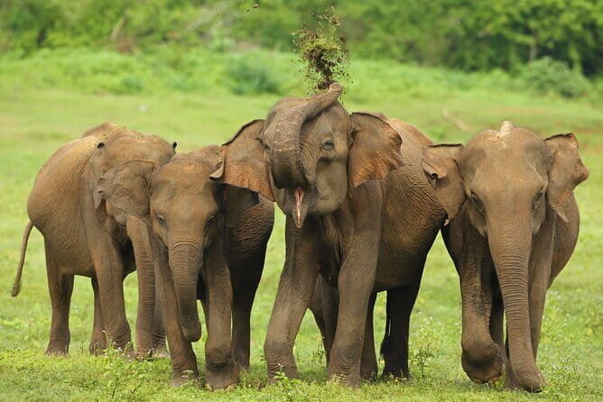 Everything in Udawalawe (Safari, Accommodation with Half Board) - Key highlights I’d plan around