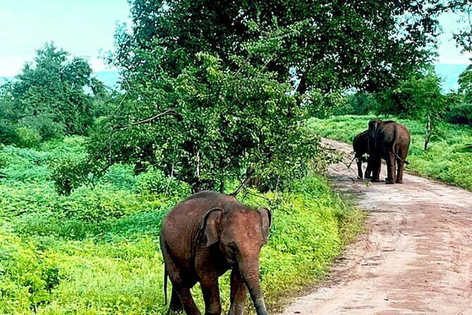 Everything in Udawalawe (Safari, Accommodation with Half Board) - The 4-hour private safari flow (and why it feels efficient)