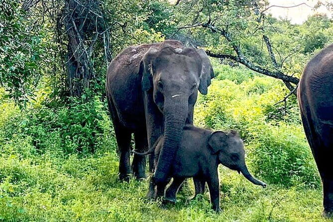 Everything in Udawalawe (Safari, Accommodation with Half Board) - When to schedule: dry season for elephant energy