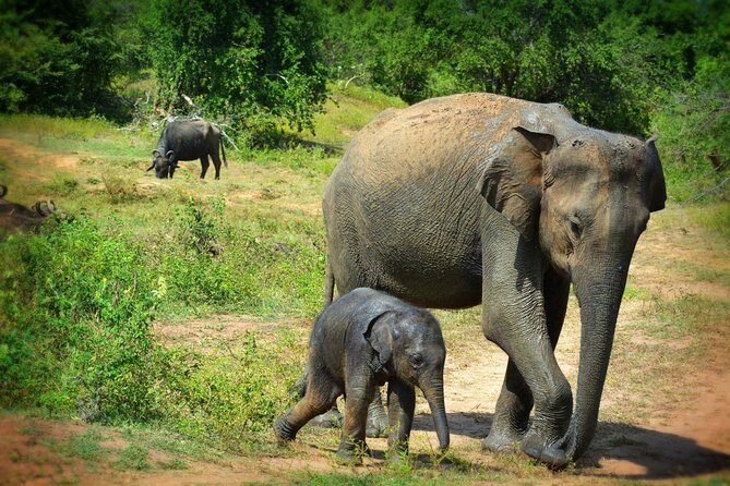 Exclusive 3-Hour Private Jeep Safari at Udawalawe National Park - Key highlights at a glance