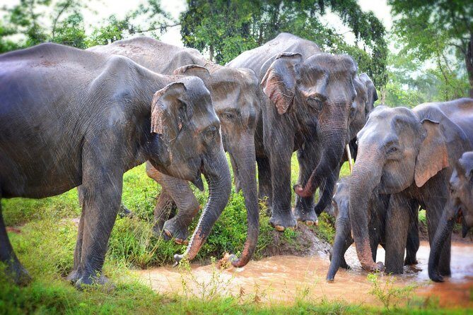 Exclusive 3-Hour Private Jeep Safari at Udawalawe National Park - Udawalawe in a private jeep: what 3.5 hours feels like