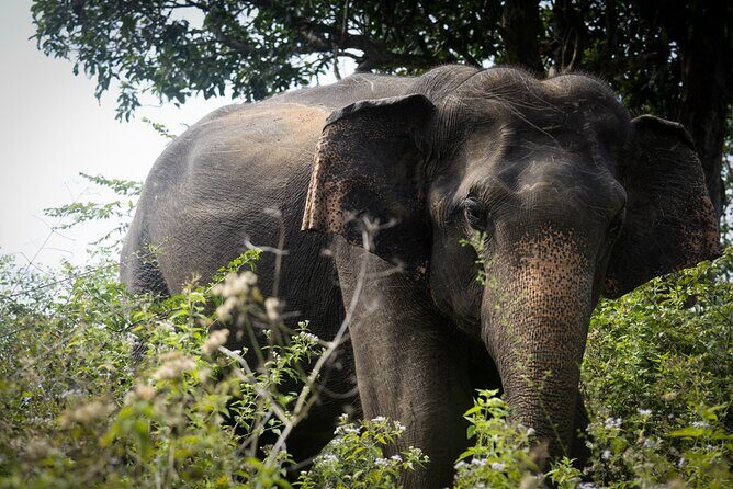 Exclusive 3-Hour Private Jeep Safari at Udawalawe National Park - Elephants first: how your guide works the best hunting grounds
