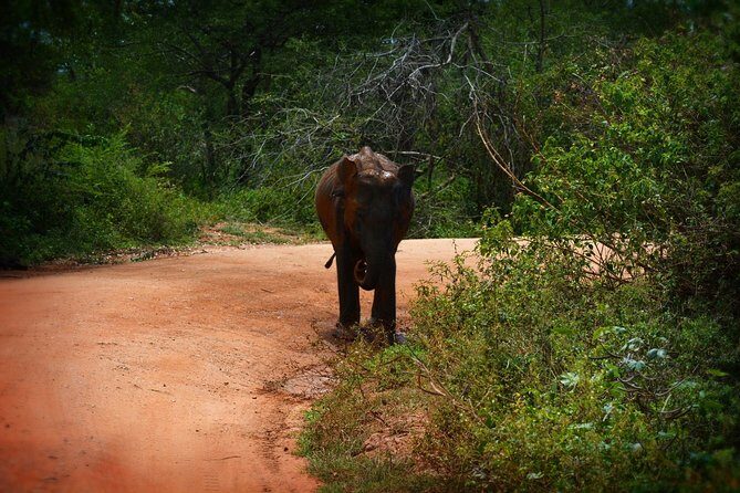 Exclusive 3-Hour Private Jeep Safari at Udawalawe National Park - Beyond elephants: crocodiles, water buffalo, deer, peacocks, and birds