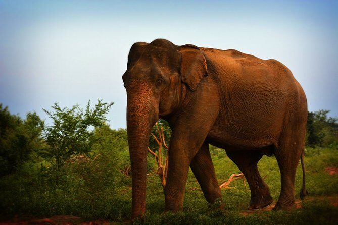 Exclusive 3-Hour Private Jeep Safari at Udawalawe National Park - What’s included, what’s not, and how the $25 price holds up