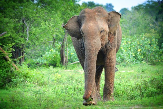 Exclusive 3-Hour Private Jeep Safari at Udawalawe National Park - Should you book this Udawalawe private jeep safari?