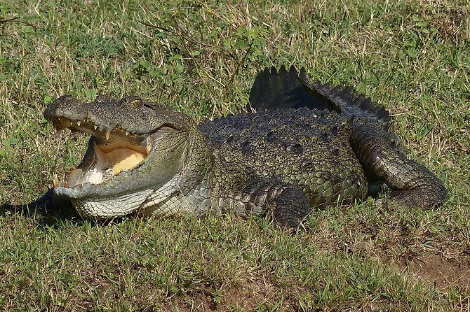 Exclusive: Full Day Leopard Safari at Yala National Park - Picnic lunch delivered, then beach time