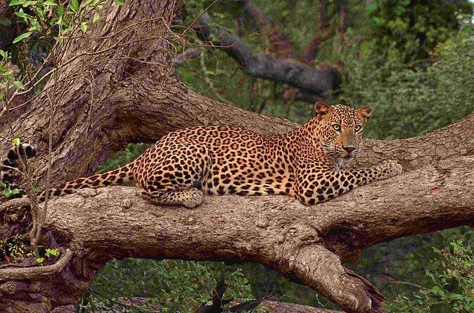 Exclusive: Full Day Leopard Safari at Yala National Park - Group size, vehicle comfort, and the guide’s real job