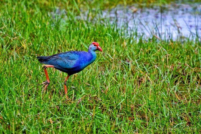 Exclusive: Muthurajawela Bird Watching Tour with Transfers - The Wetland Drive-By: Why Muthurajawela Matters