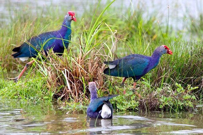 Exclusive: Muthurajawela Bird Watching Tour with Transfers - Wildlife Checklist: Birds, Crocodiles, Monkeys, and More