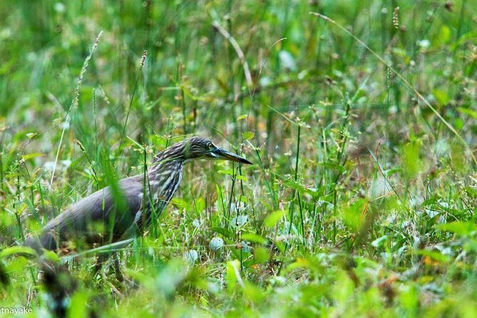 Exclusive: Muthurajawela Bird Watching Tour with Transfers - How the Guide Makes the Difference (And What You Can Ask)