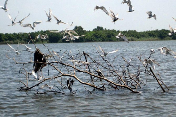 Exclusive: Muthurajawela Bird Watching Tour with Transfers - Duration and Pace: Plan for a Half-Day Flow