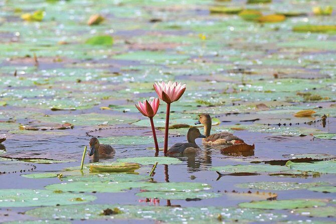 Exclusive: Muthurajawela Bird Watching Tour with Transfers - Price and Value: Is $35 Worth It?