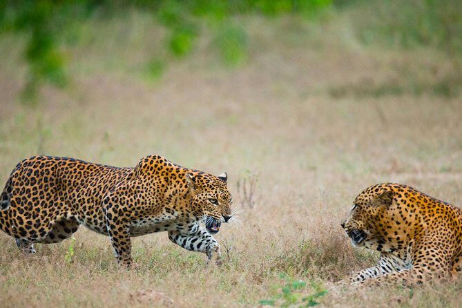 Exclusive : Overnight Leopard Safari with Luxury Glamping - Getting from Colombo to Yala: long drive, planned stops