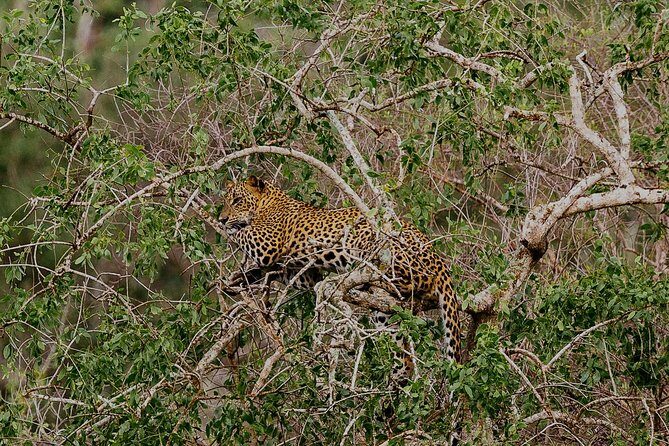 Exclusive : Overnight Leopard Safari with Luxury Glamping - Day 2 at Nimalawa: the dawn trek and breakfast by the lake