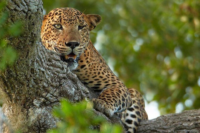 Exclusive : Overnight Leopard Safari with Luxury Glamping - The safari vehicle and ranger role: why this format improves your spotting odds