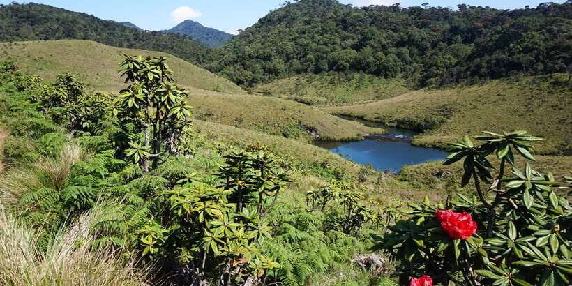 Exclusive: Private Horton Plains, Tea Plucking tour & Lunch - Key things to know before you go