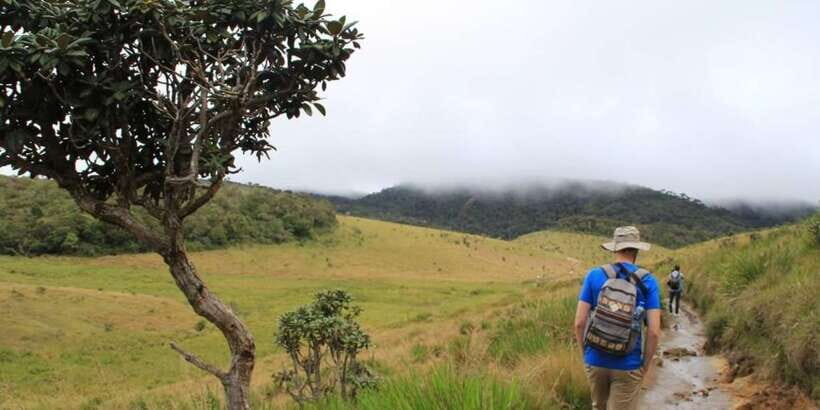 Exclusive: Private Horton Plains, Tea Plucking tour & Lunch - Horton Plains plus tea country: a smart one-day combo