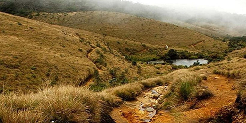 Exclusive: Private Horton Plains, Tea Plucking tour & Lunch - Guided hike to World’s End: the viewpoint game plan