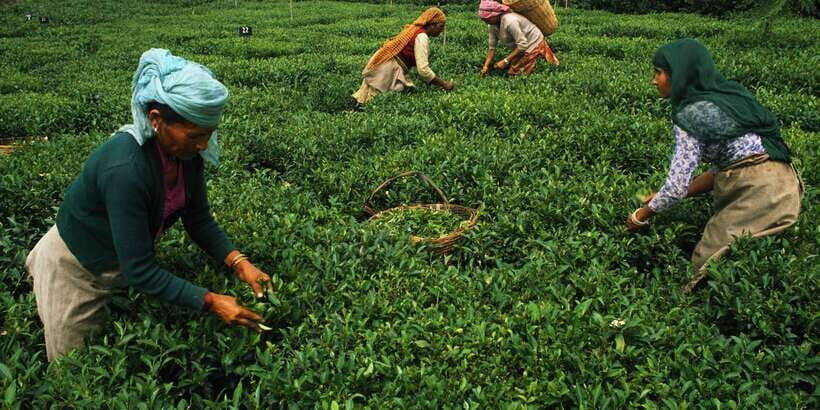 Exclusive: Private Horton Plains, Tea Plucking tour & Lunch - Guide quality and timing: the difference between a good and great day