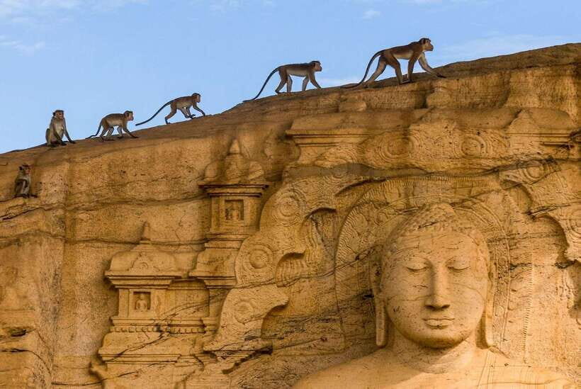 Exclusive: Sigiriya Fortress & Polonnaruwa Guided Tour - Lunch in Sri Lanka: local food, 2500 LKR cap