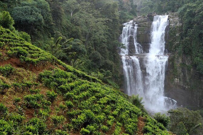 Explore Nuwara Eliya | Experience the Best Tea in the World - Quick hits before you go