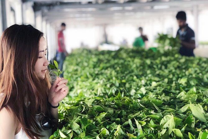 Explore Nuwara Eliya | Experience the Best Tea in the World - Tea tasting and the factory shop reality check